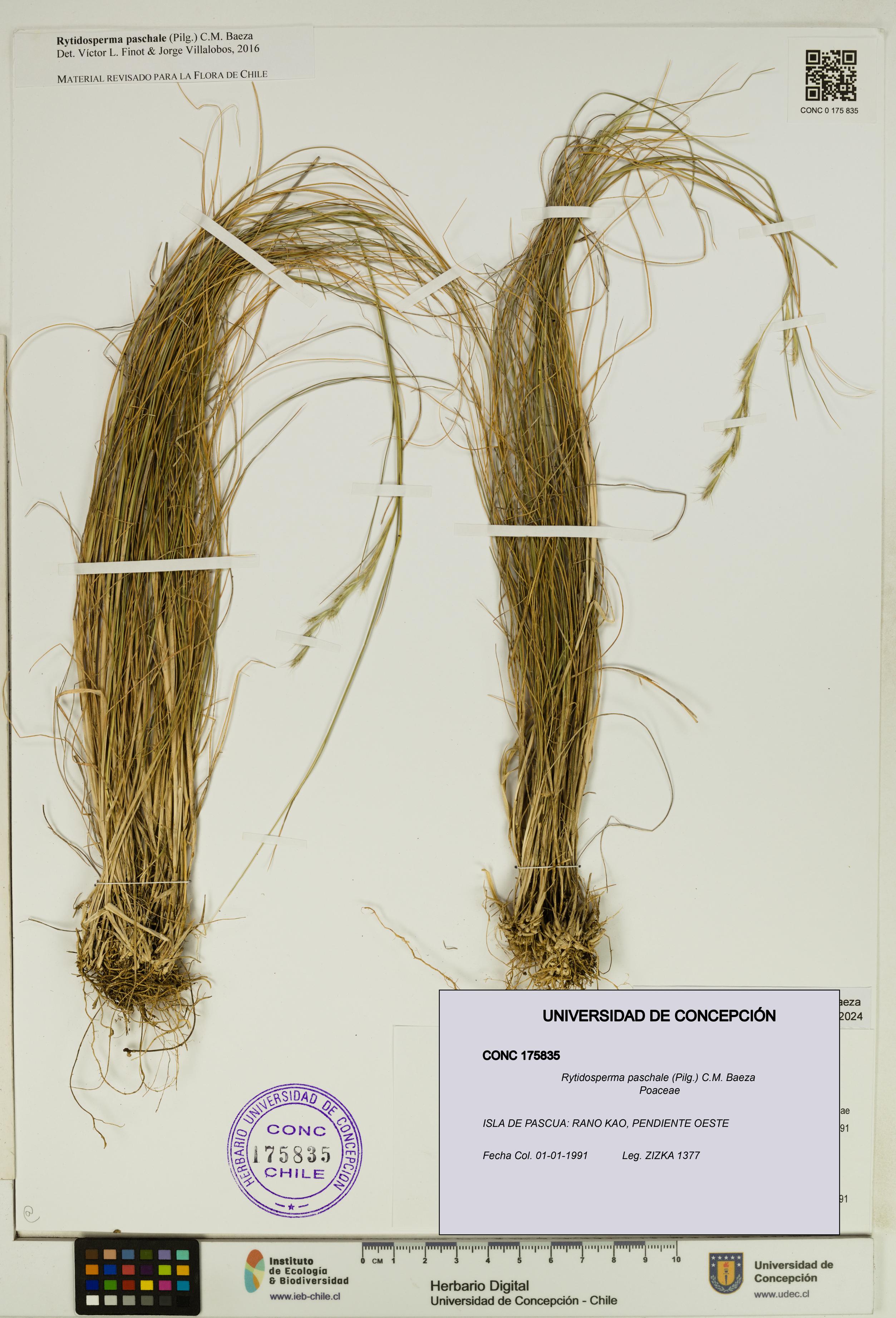 Rytidosperma paschale [Espécimen: UDEC:CONC:0175835]