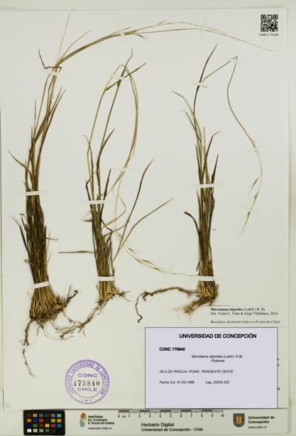Microlaena stipoides [Espécimen: UDEC:CONC:0175840]