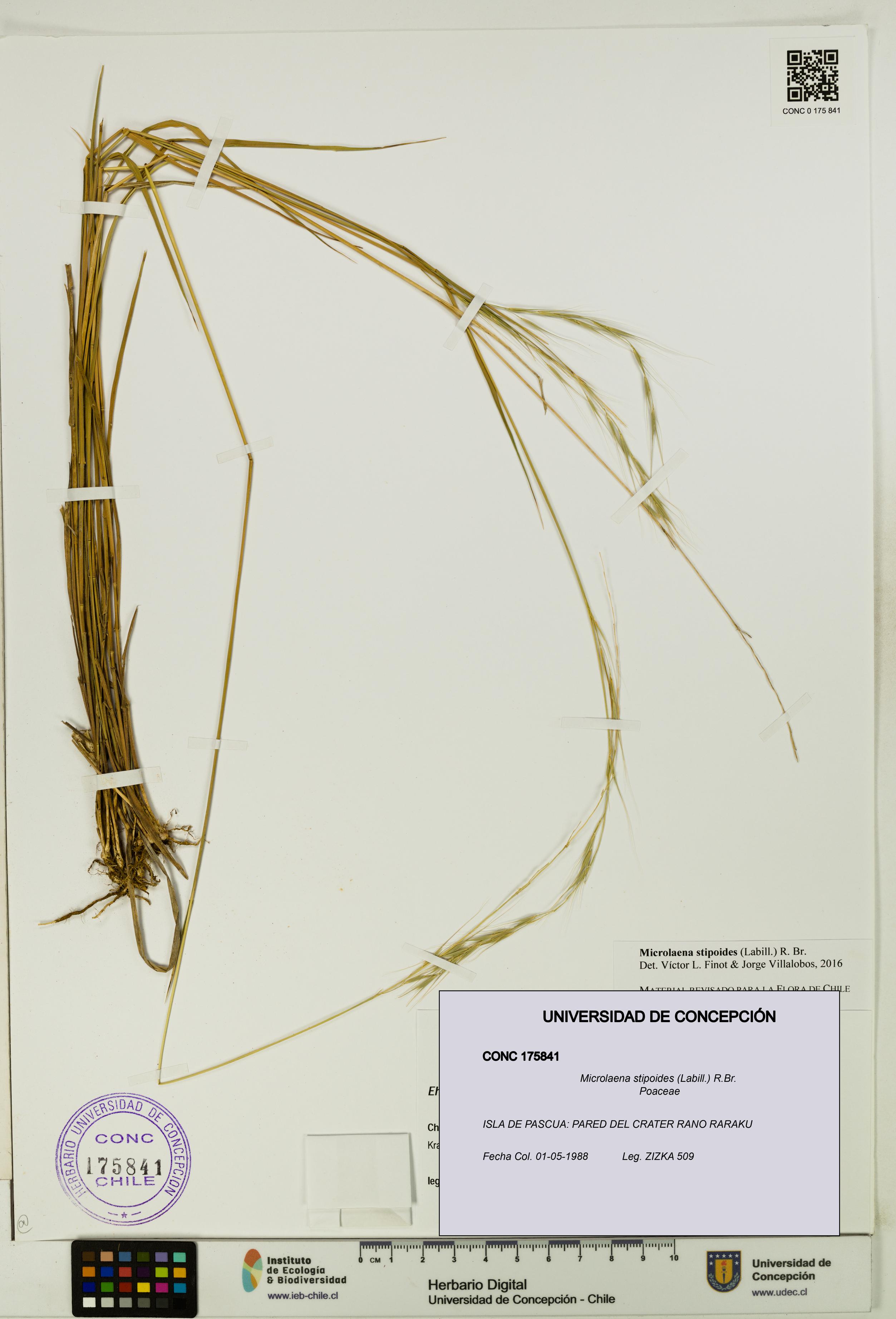 Microlaena stipoides [Espécimen: UDEC:CONC:0175841]