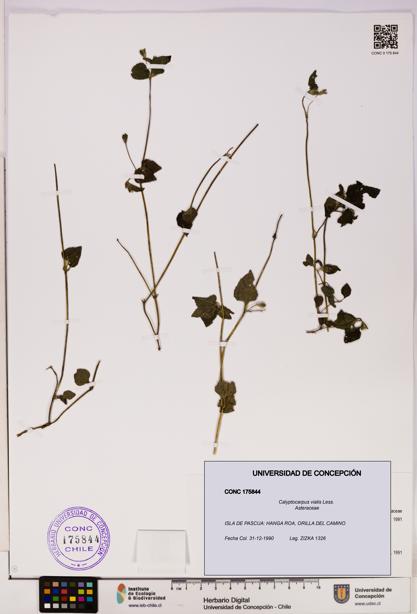 Calyptocarpus vialis [Espécimen: UDEC:CONC:0175844]