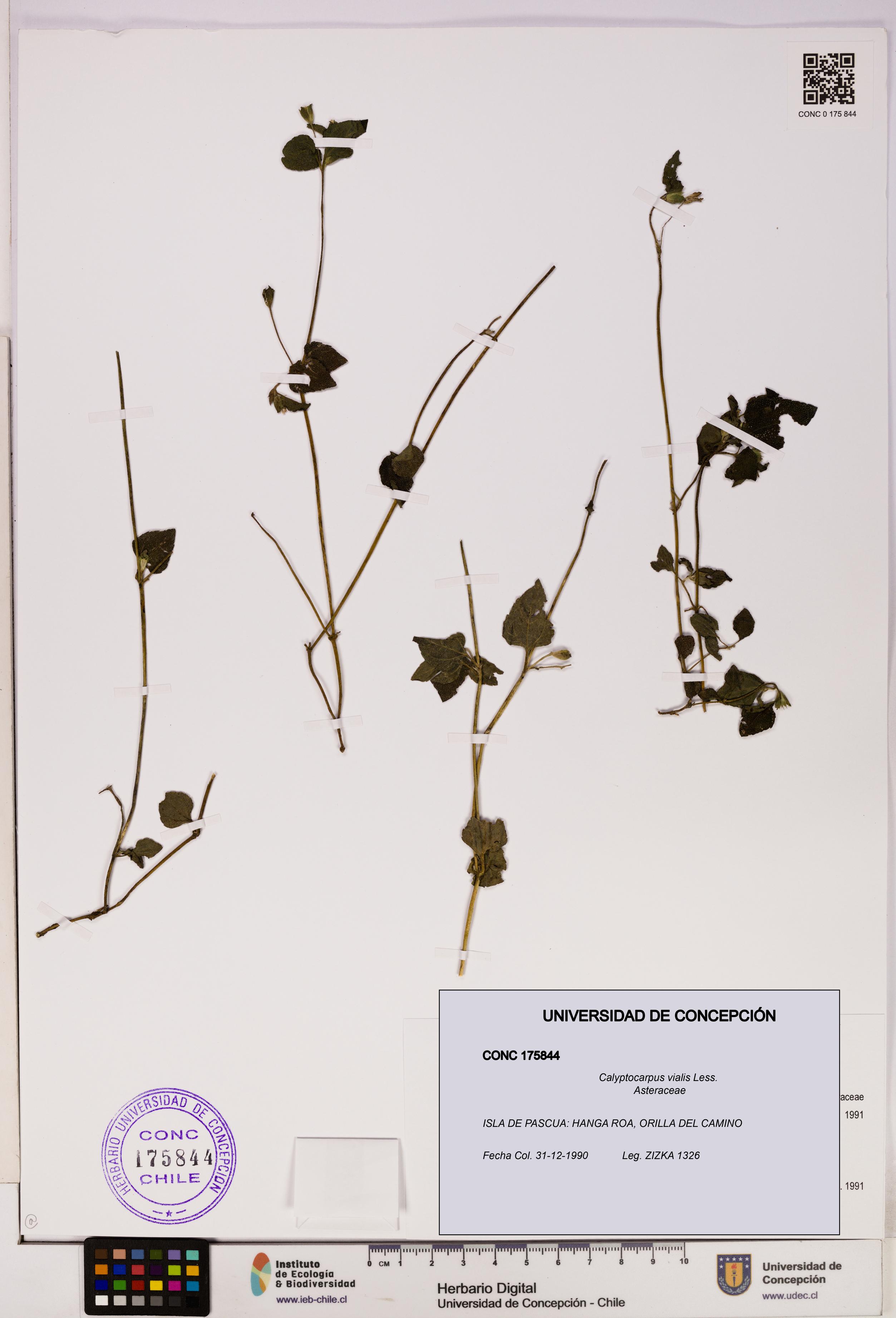 Calyptocarpus vialis [Espécimen: UDEC:CONC:0175844]
