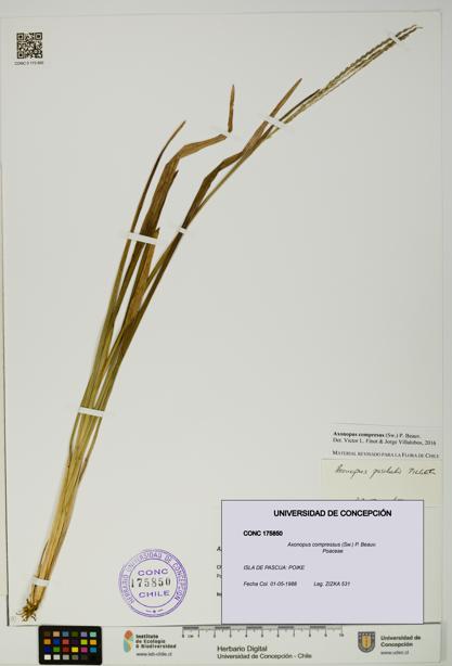 Axonopus compressus [Espécimen: UDEC:CONC:0175850]