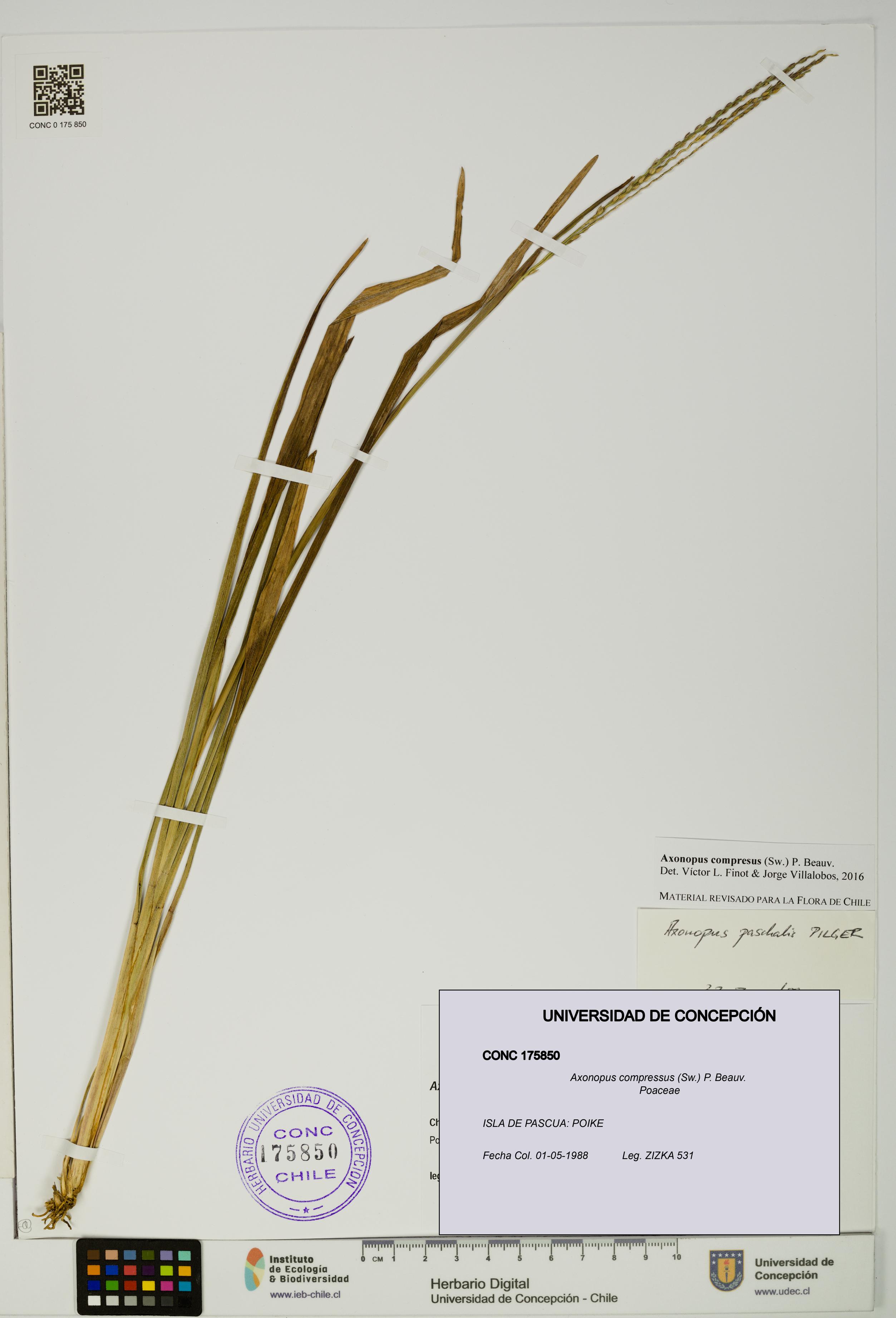 Axonopus compressus [Espécimen: UDEC:CONC:0175850]