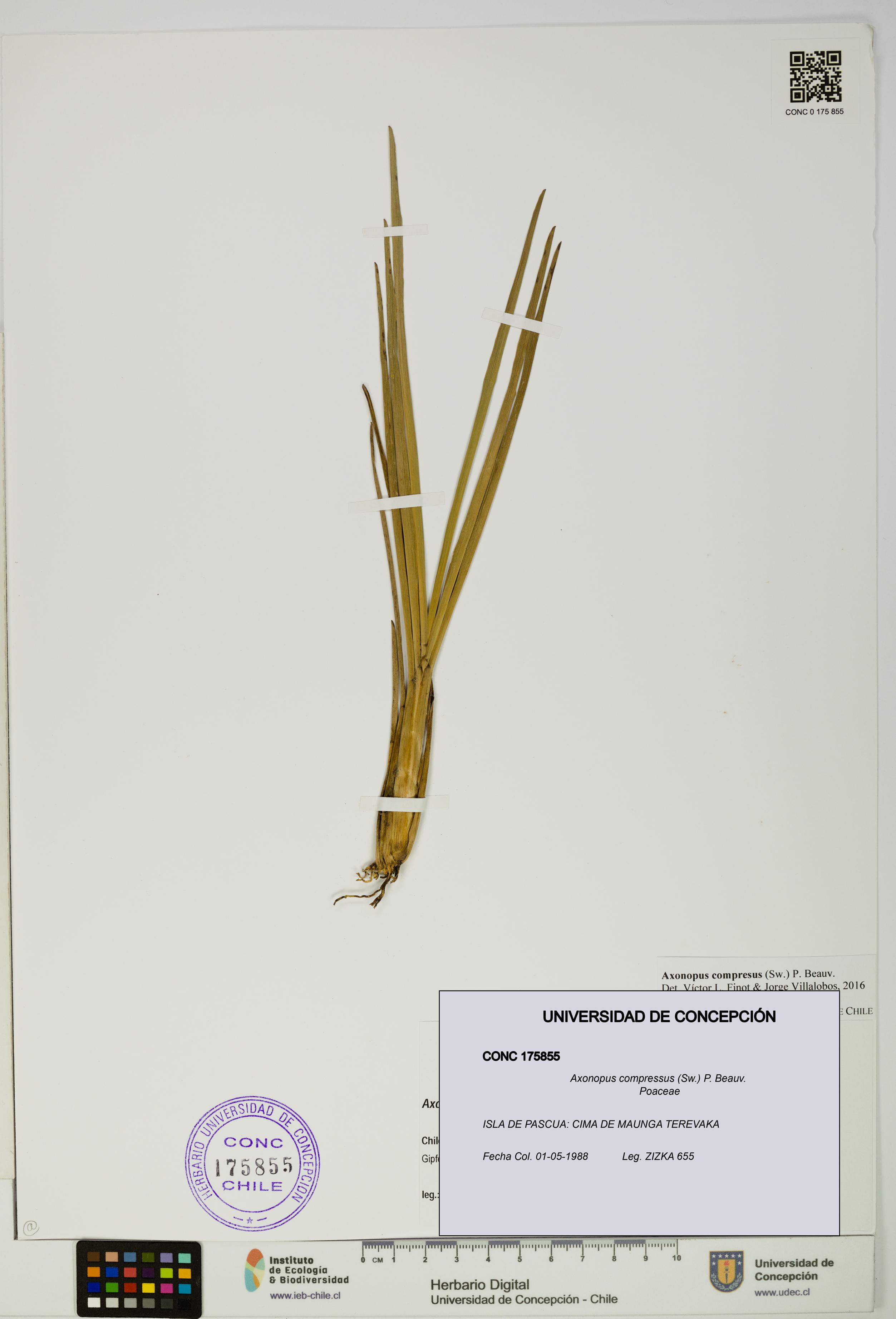 Axonopus compressus [Espécimen: UDEC:CONC:0175855]