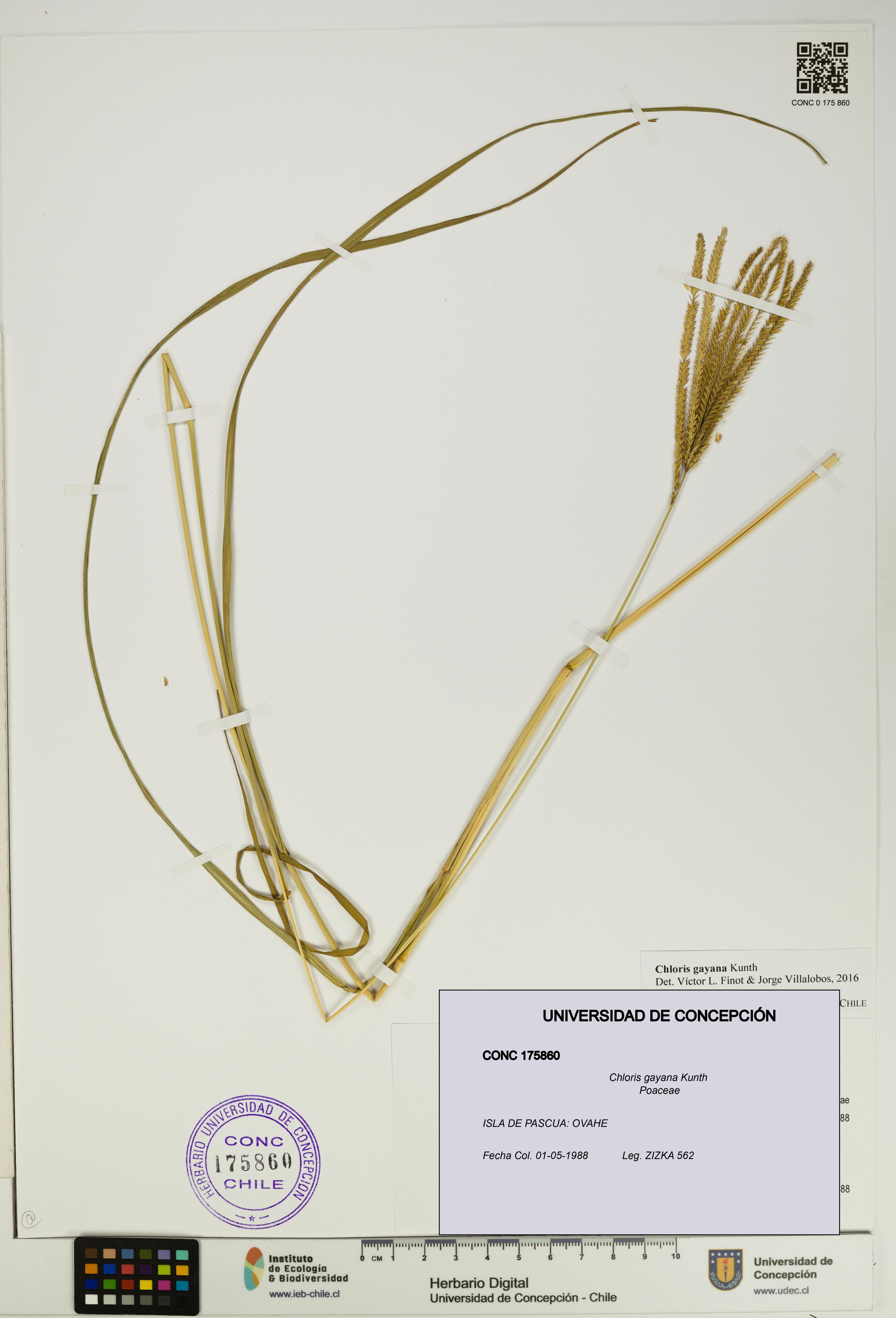 Chloris gayana [Espécimen: UDEC:CONC:0175860]