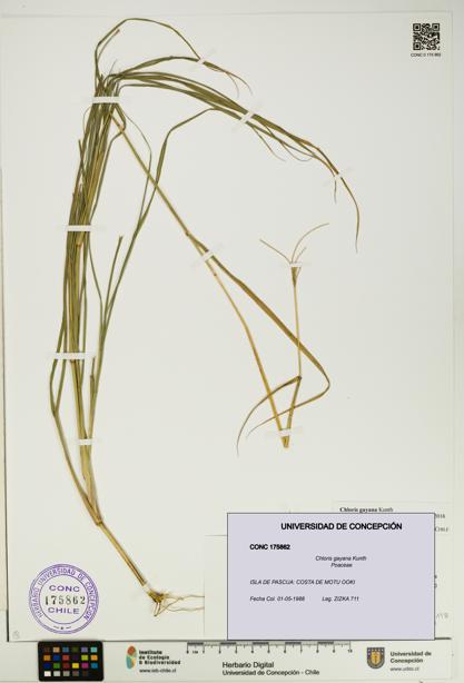 Chloris gayana [Espécimen: UDEC:CONC:0175862]