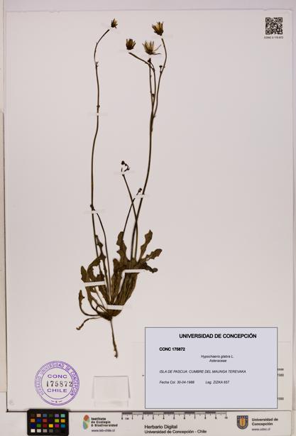 Hypochaeris glabra [Espécimen: UDEC:CONC:0175872]