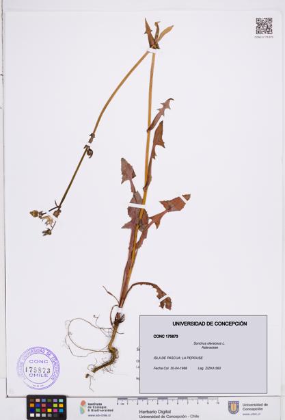 Sonchus oleraceus [Espécimen: ]