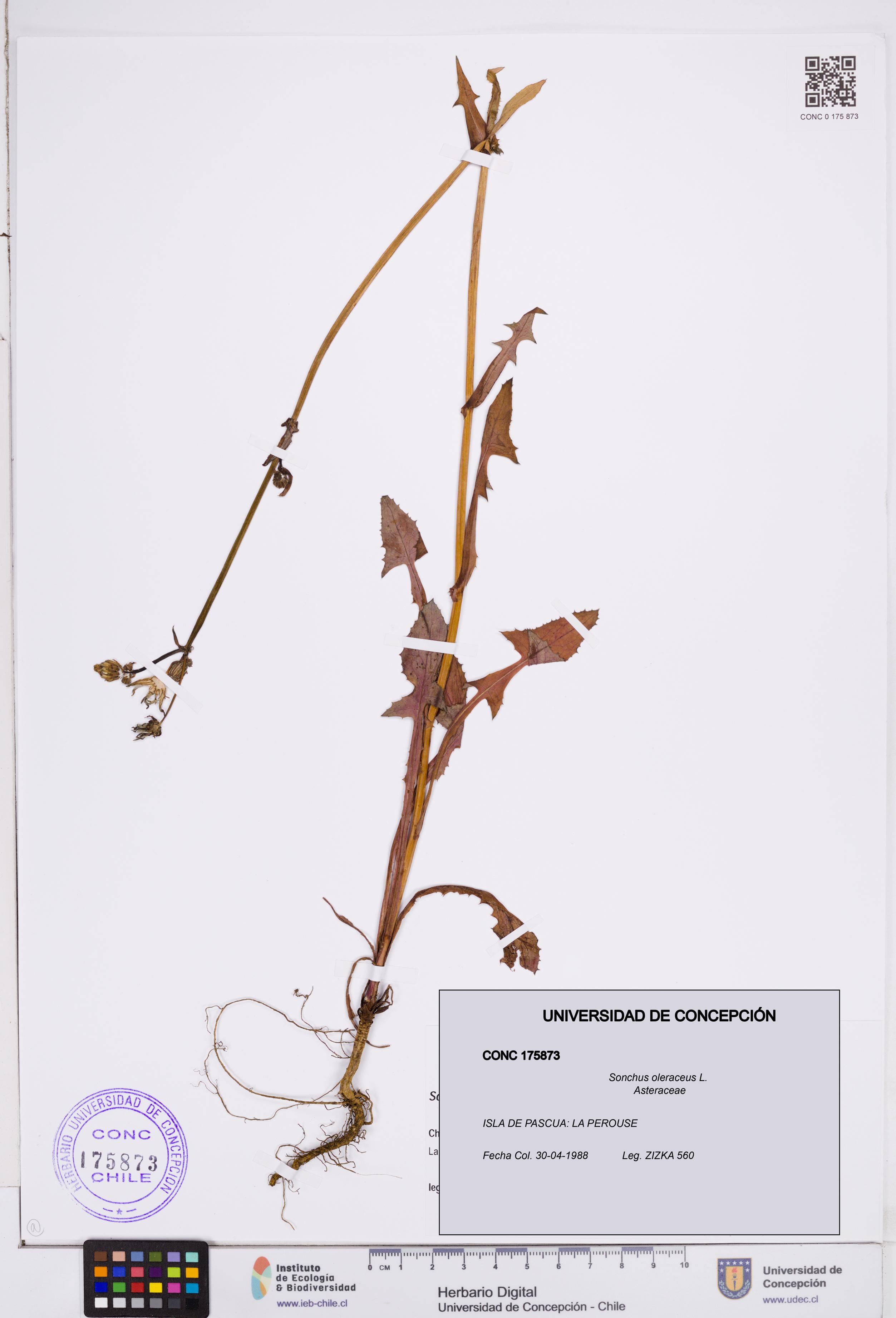 Sonchus oleraceus [Espécimen: ]