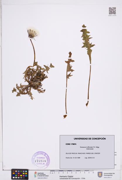 Taraxacum officinale [Espécimen: ]
