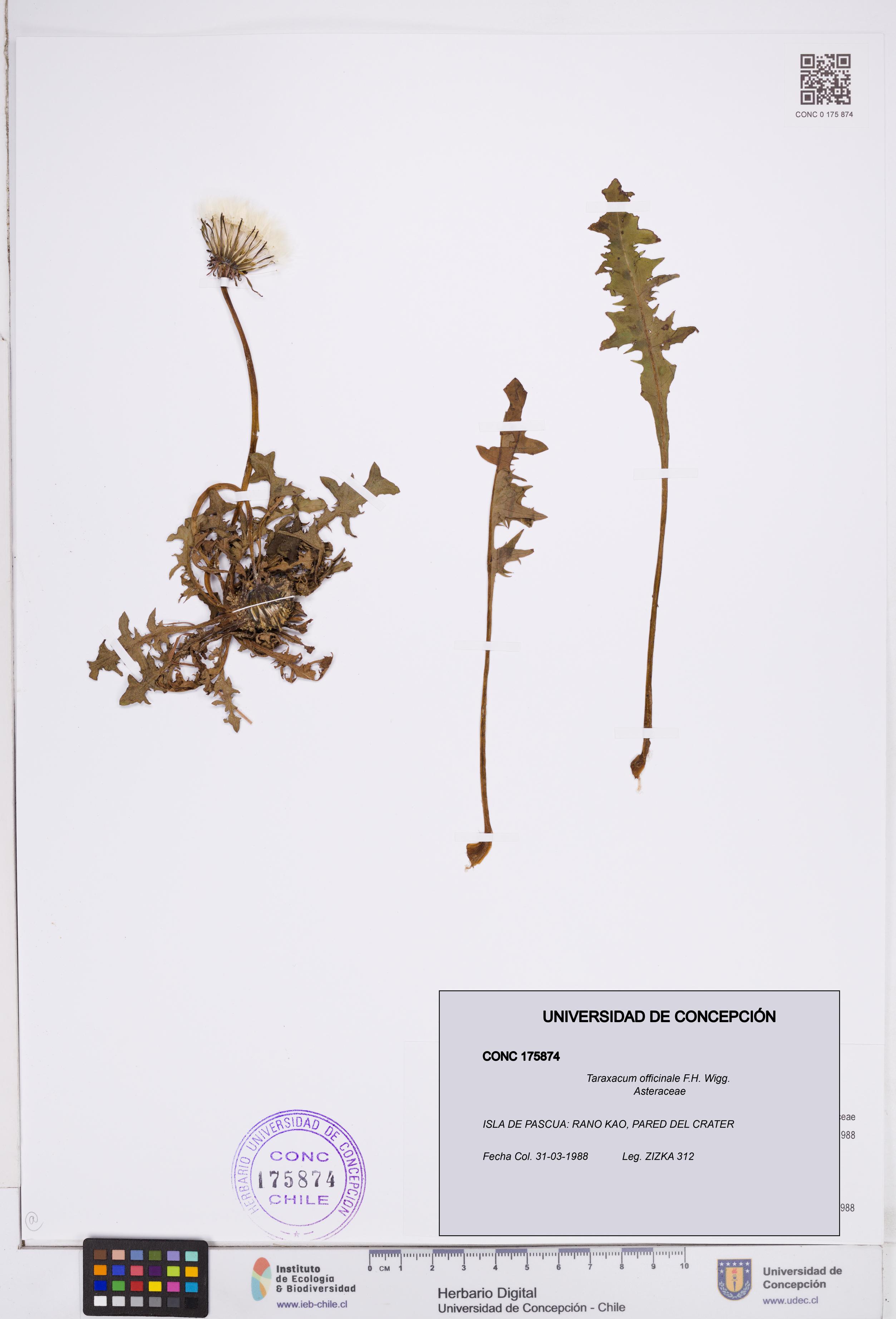 Taraxacum officinale [Espécimen: ]