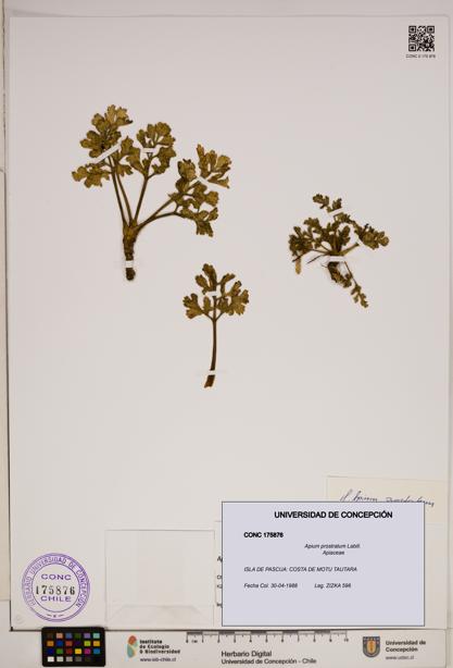 Apium prostratum [Espécimen: ]