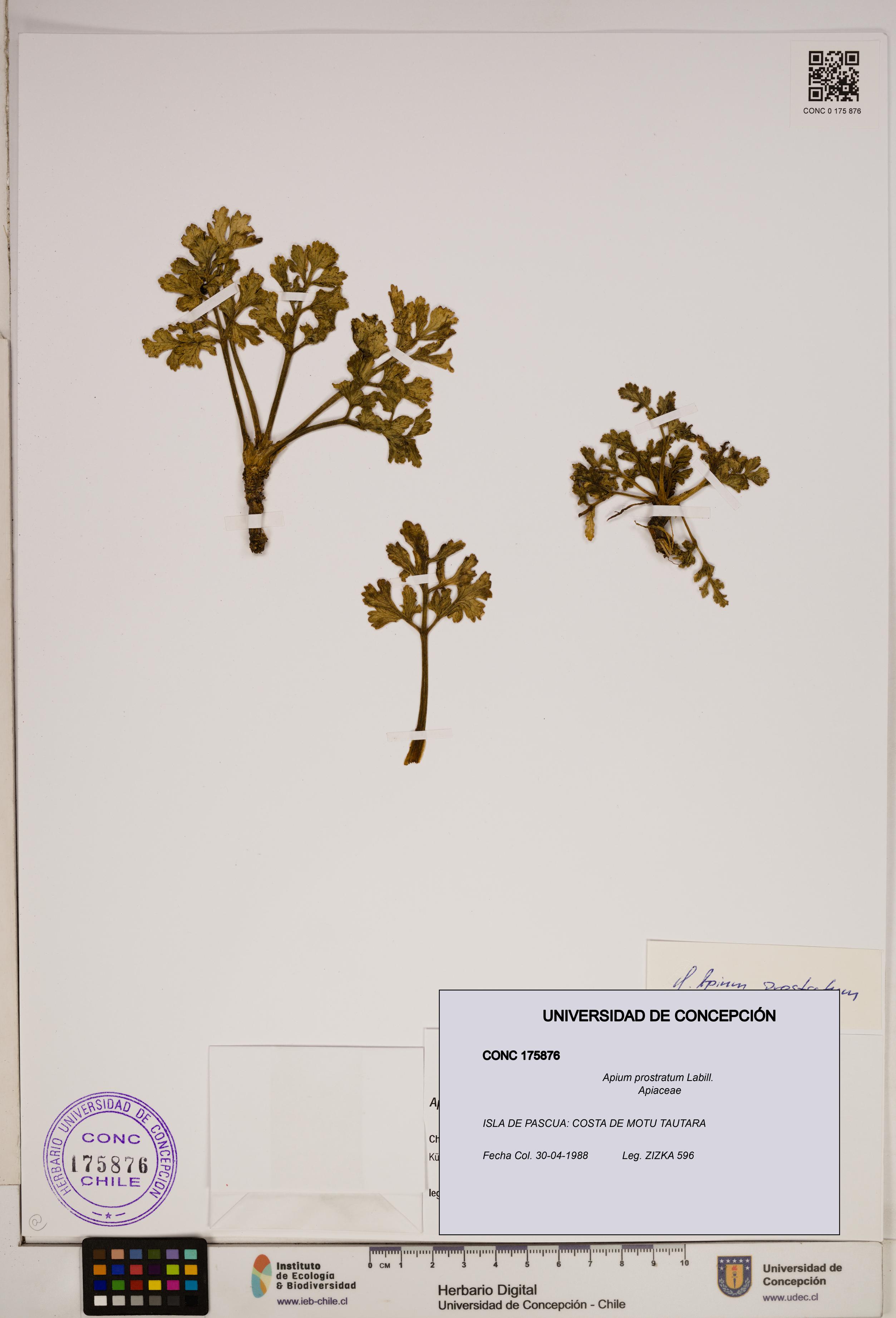 Apium prostratum [Espécimen: ]