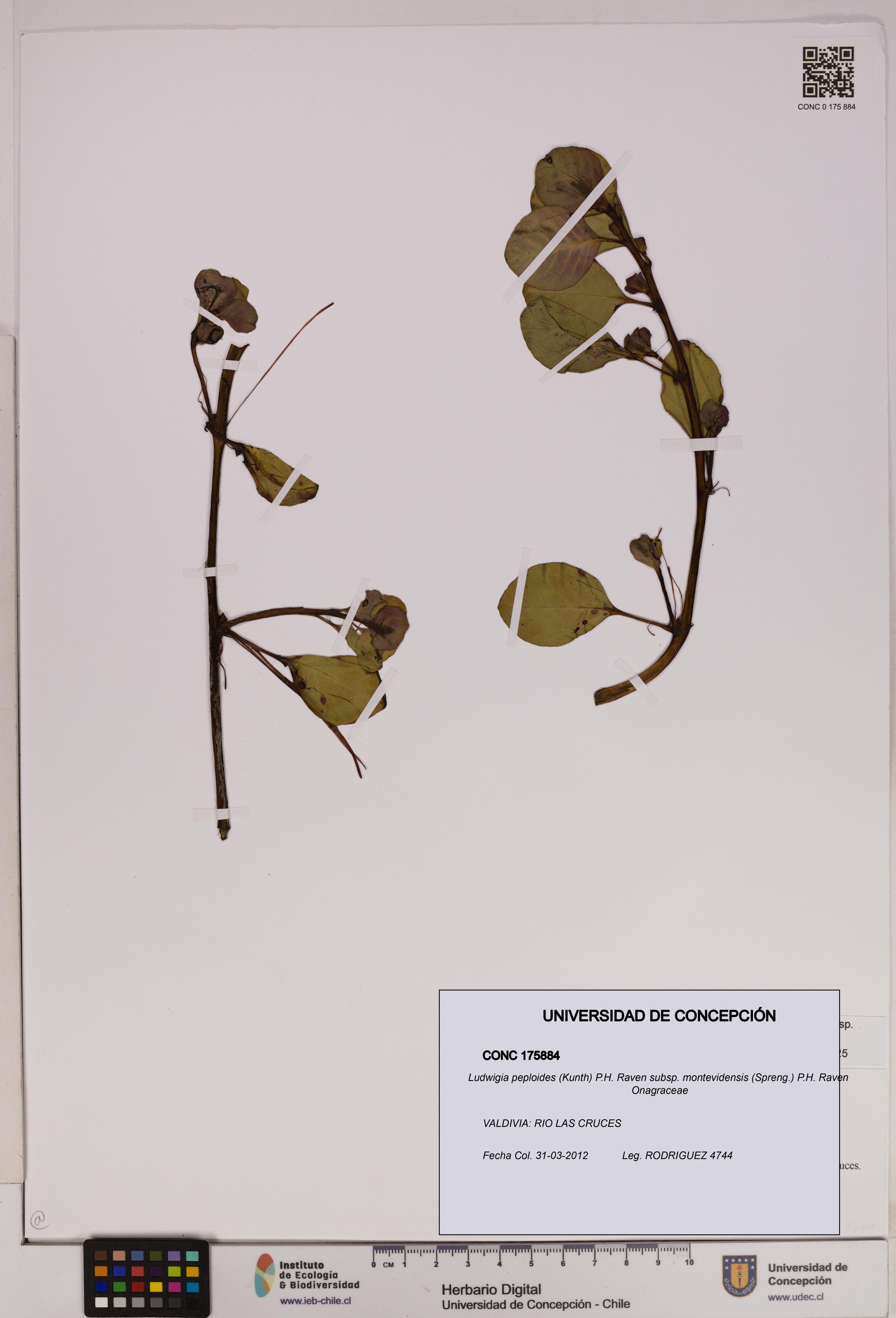 Ludwigia peploides [Espécimen: UDEC:CONC:0175884]