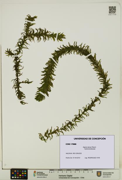 Egeria densa [Espécimen: UDEC:CONC:0175889]