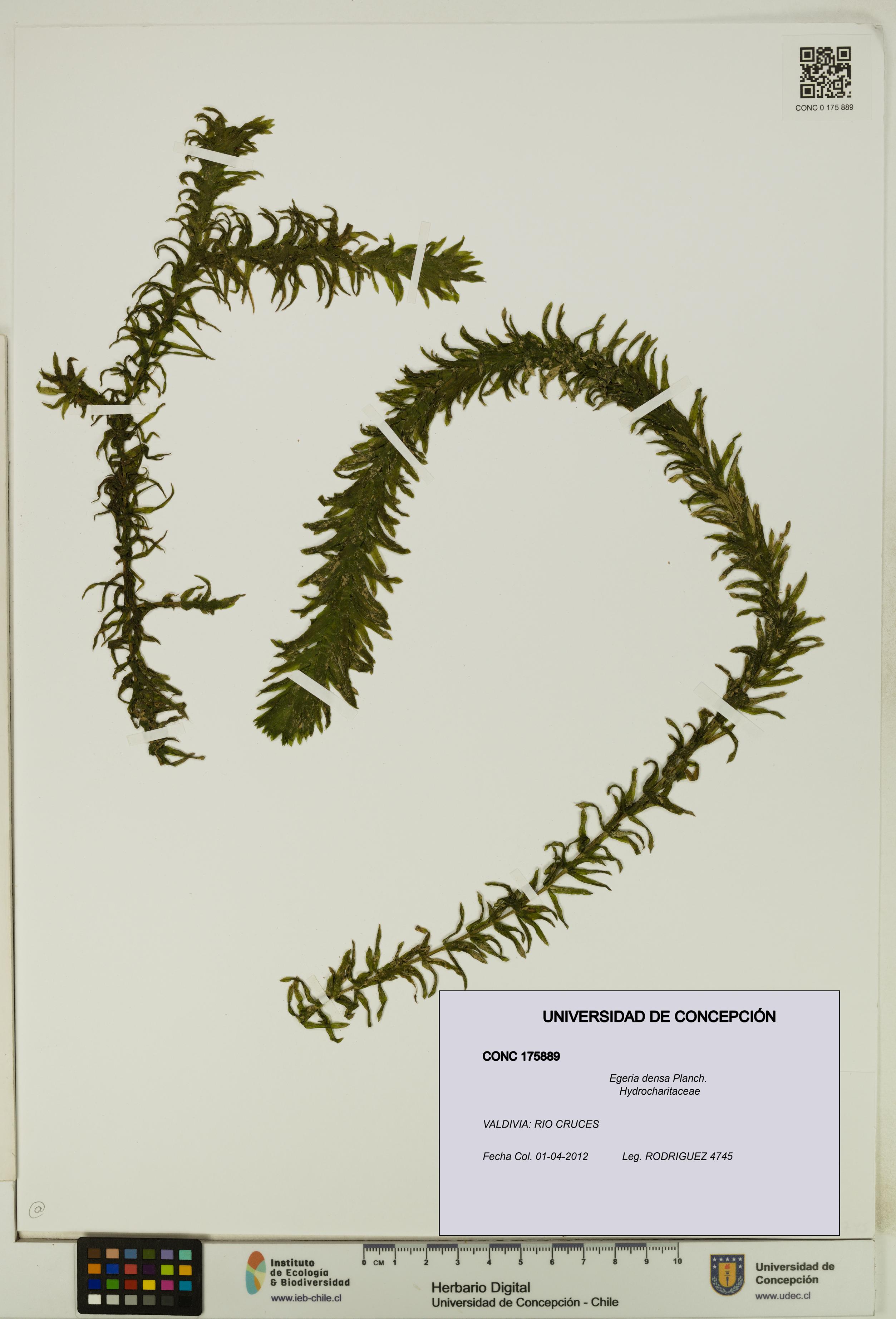 Egeria densa [Espécimen: UDEC:CONC:0175889]