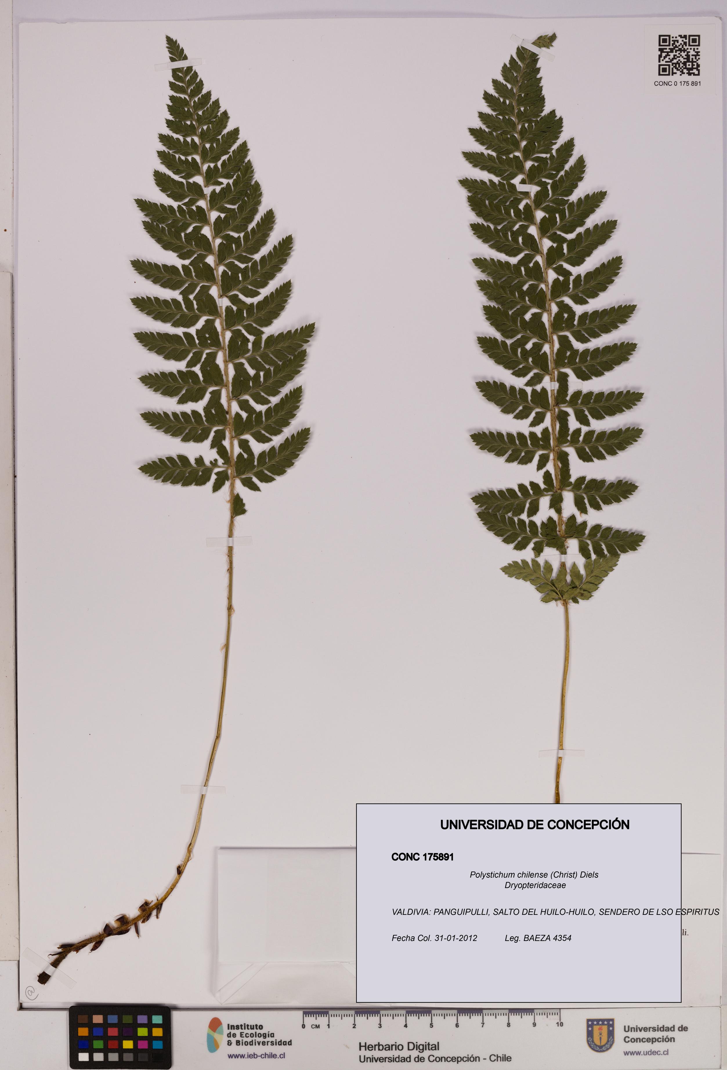 Polystichum chilense [Espécimen: UDEC:CONC:0175891]