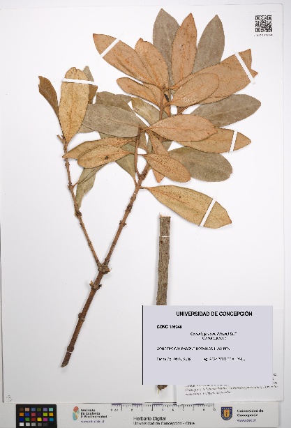 Gomortega keule [Espécimen: UDEC:CONC:0176046]