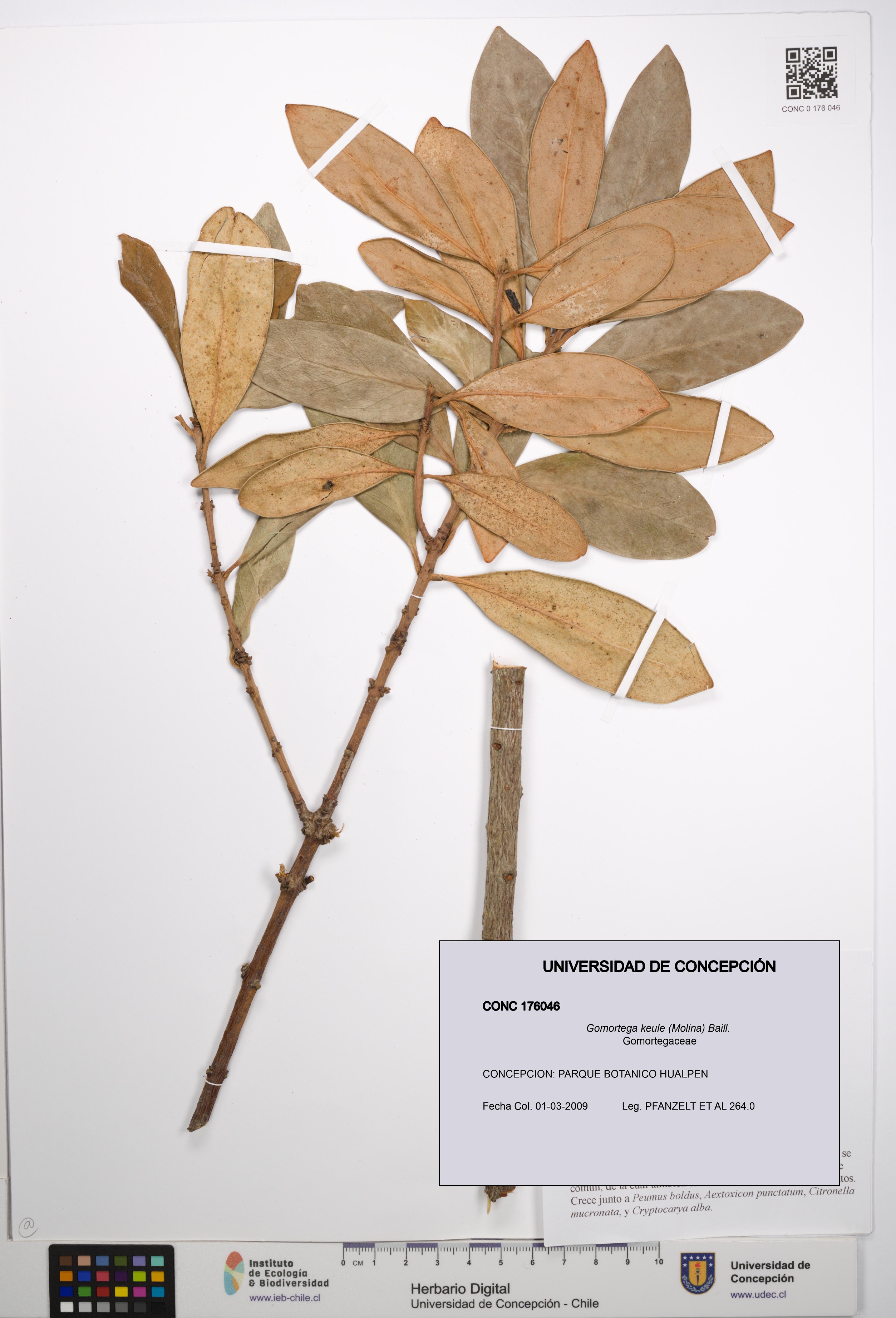 Gomortega keule [Espécimen: UDEC:CONC:0176046]