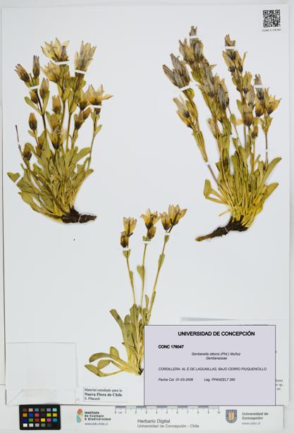 Gentianella ottonis [Espécimen: UDEC:CONC:0176047]