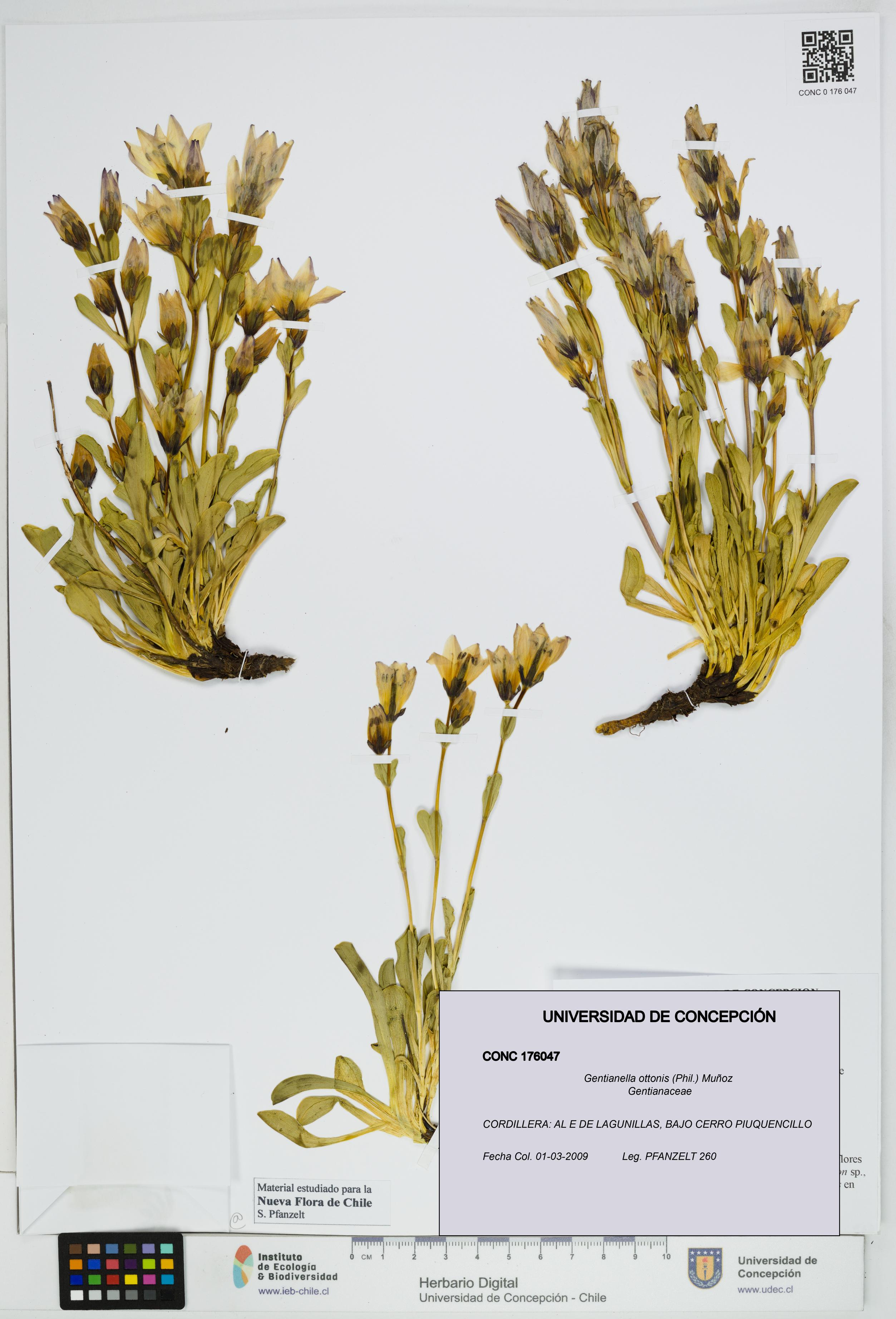 Gentianella ottonis [Espécimen: UDEC:CONC:0176047]