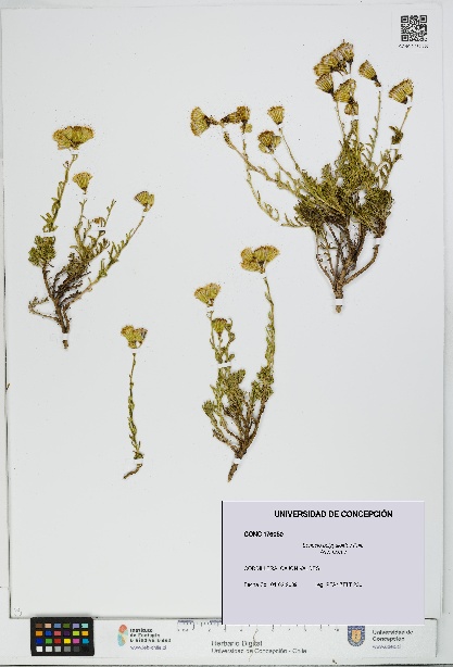 Senecio polygaloides [Espécimen: UDEC:CONC:0176050]