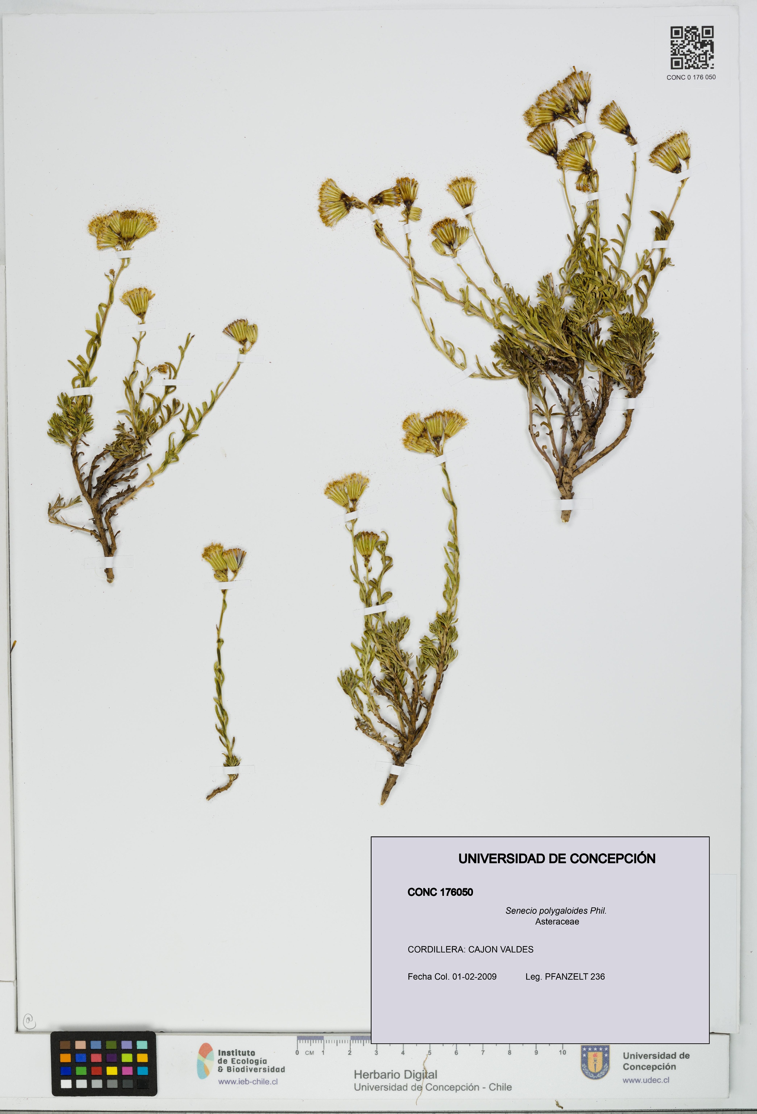 Senecio polygaloides [Espécimen: UDEC:CONC:0176050]