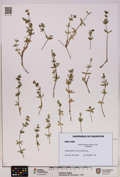 Galium eriocarpum [Espécimen: UDEC:CONC:0176051]