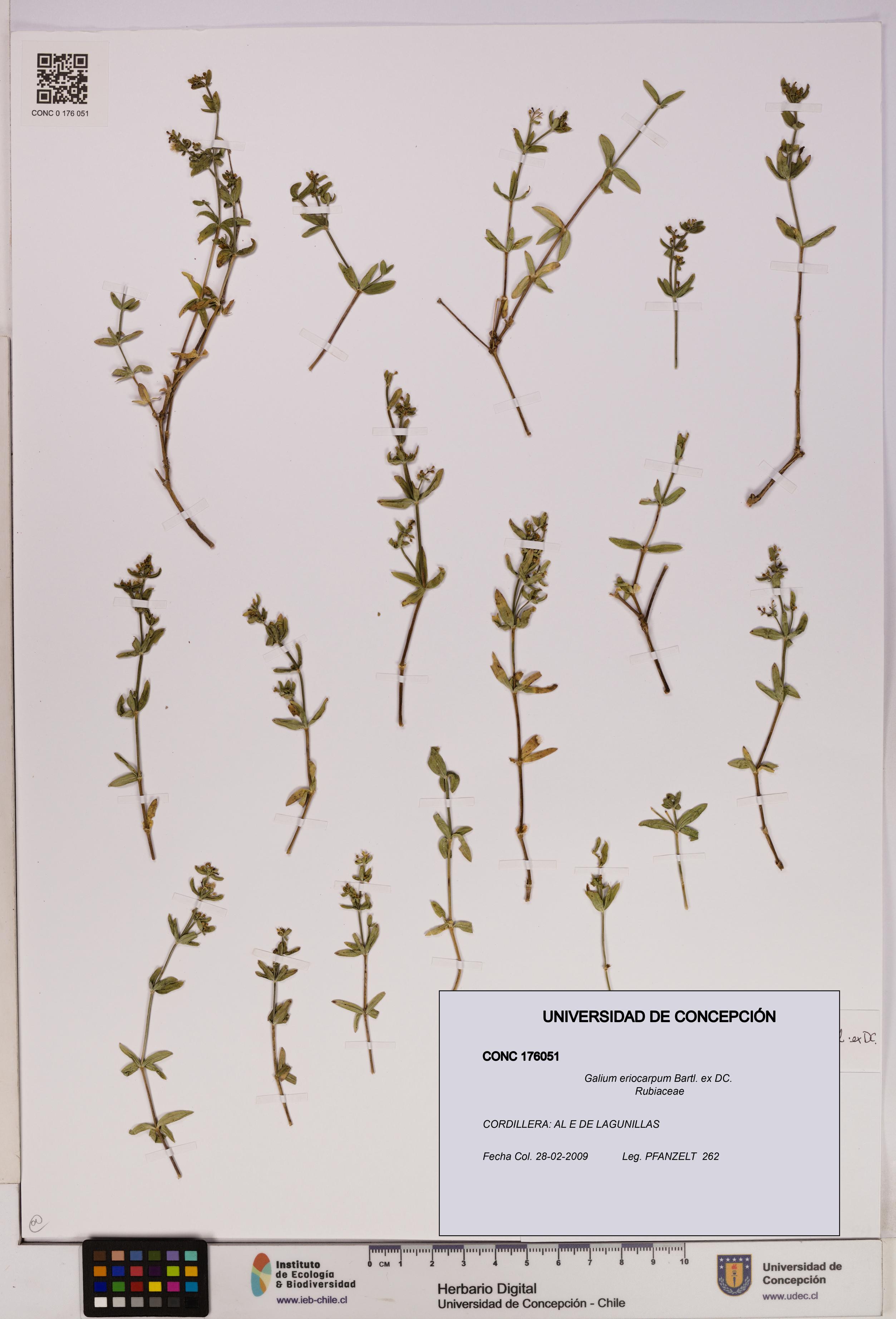 Galium eriocarpum [Espécimen: UDEC:CONC:0176051]