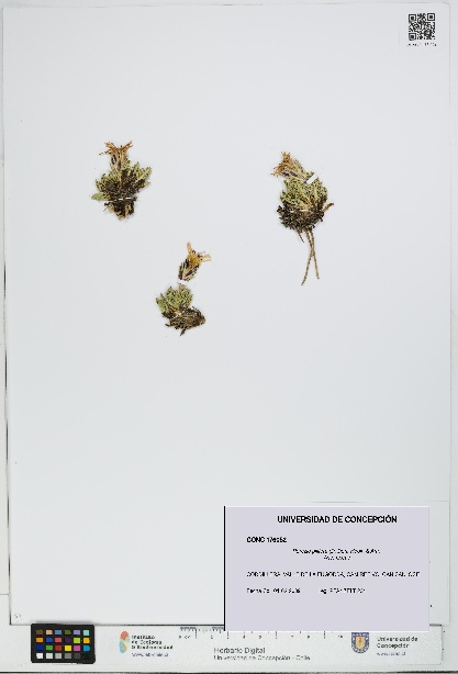 Perezia pilifera [Espécimen: UDEC:CONC:0176052]