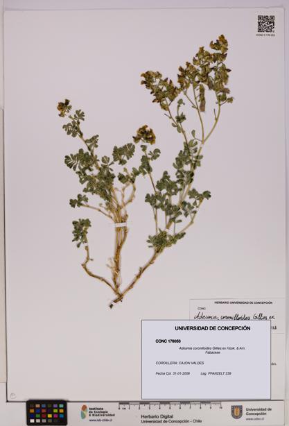 Adesmia coronilloides [Espécimen: UDEC:CONC:0176053]
