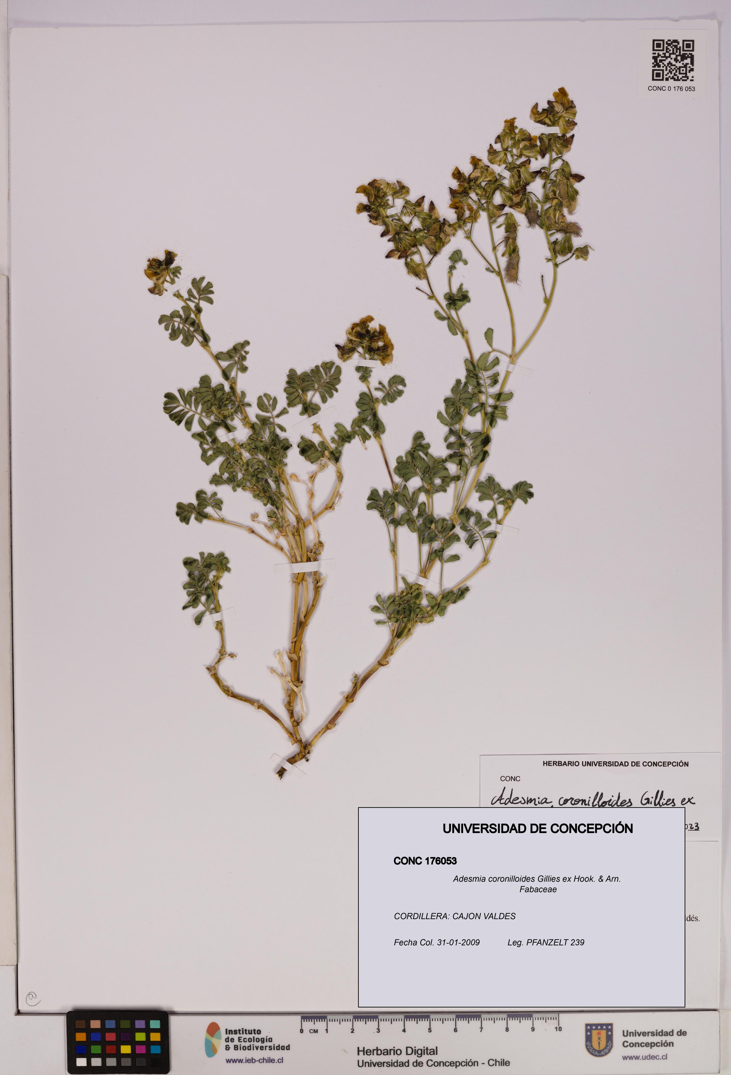 Adesmia coronilloides [Espécimen: UDEC:CONC:0176053]