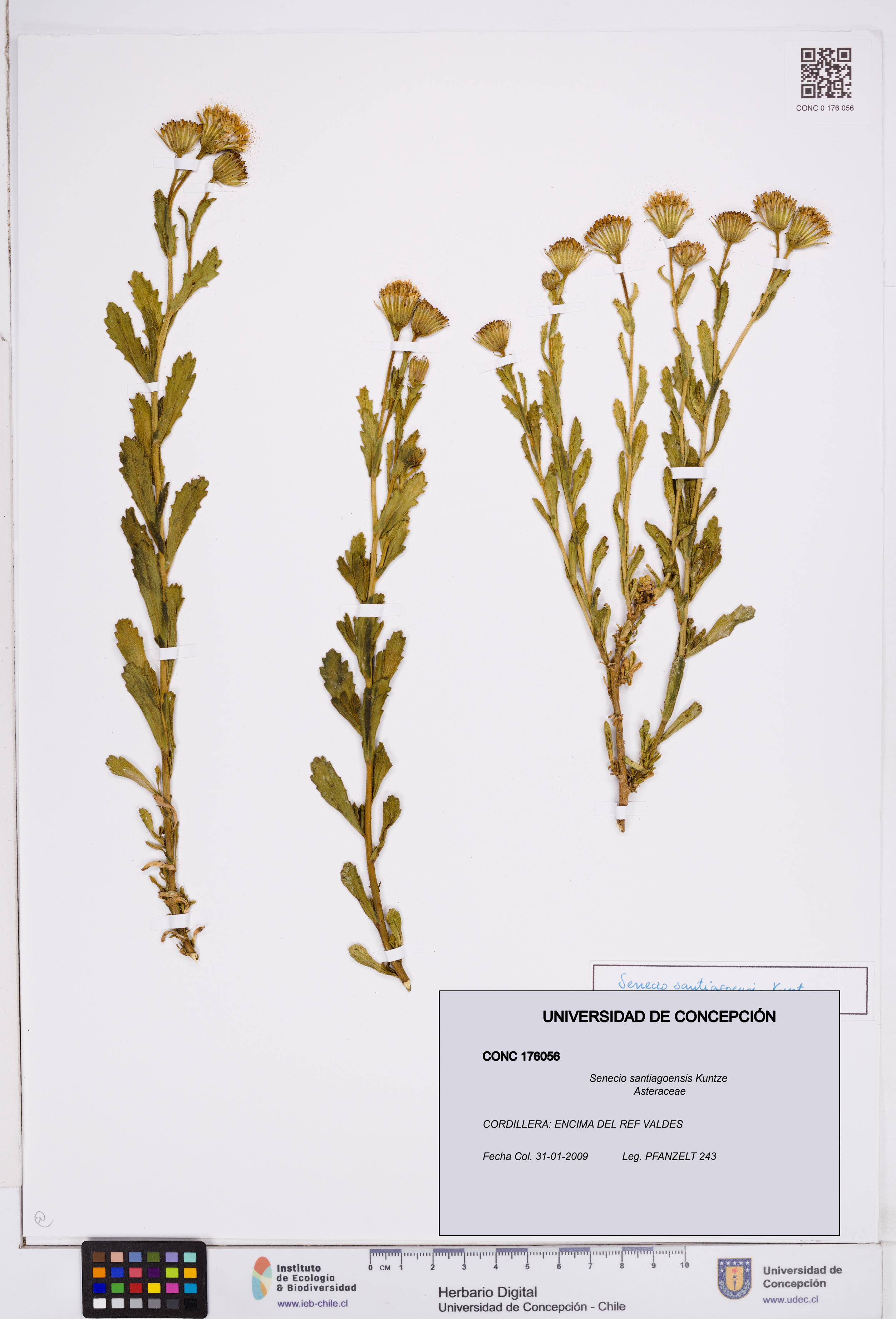 Senecio santiagoensis [Espécimen: ]