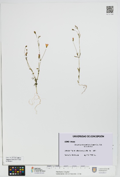 Centaurium cachanlahuen [Espécimen: UDEC:CONC:0176063]