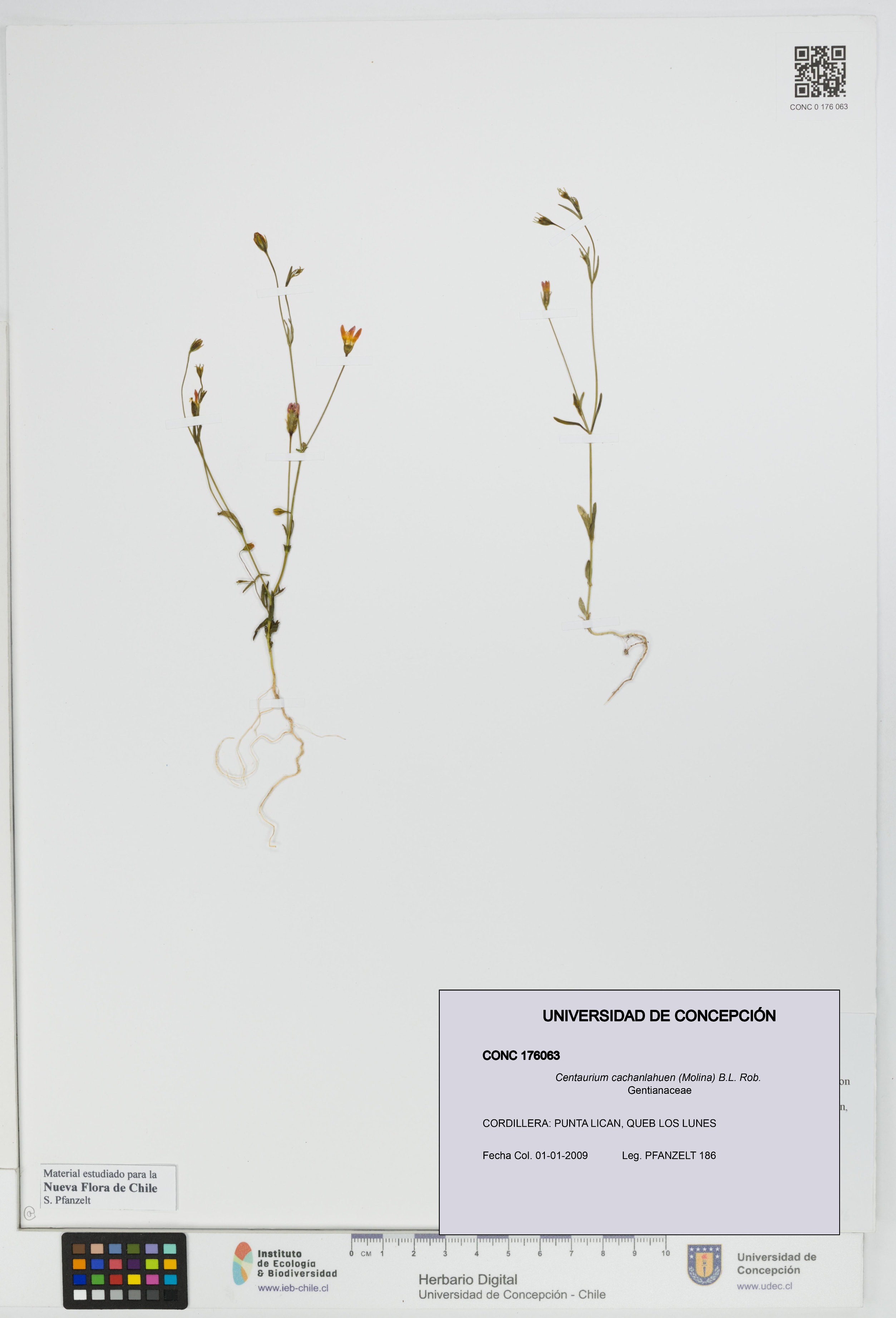 Centaurium cachanlahuen [Espécimen: UDEC:CONC:0176063]