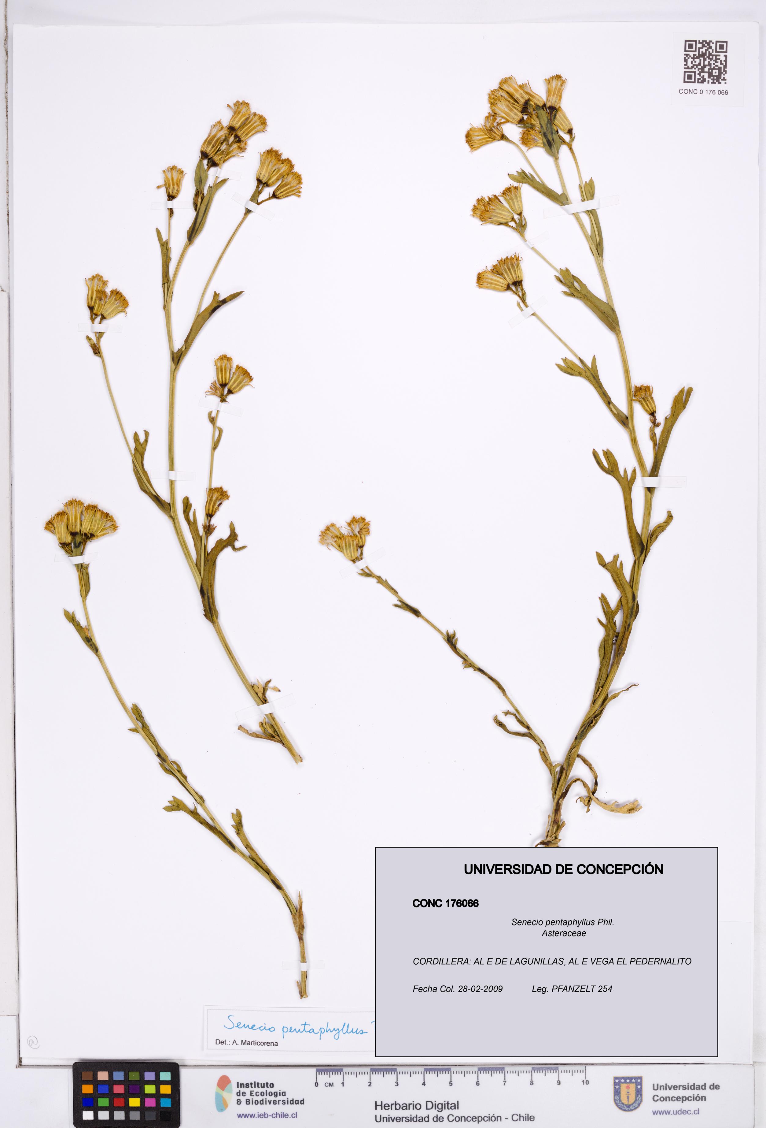 Senecio pentaphyllus [Espécimen: ]