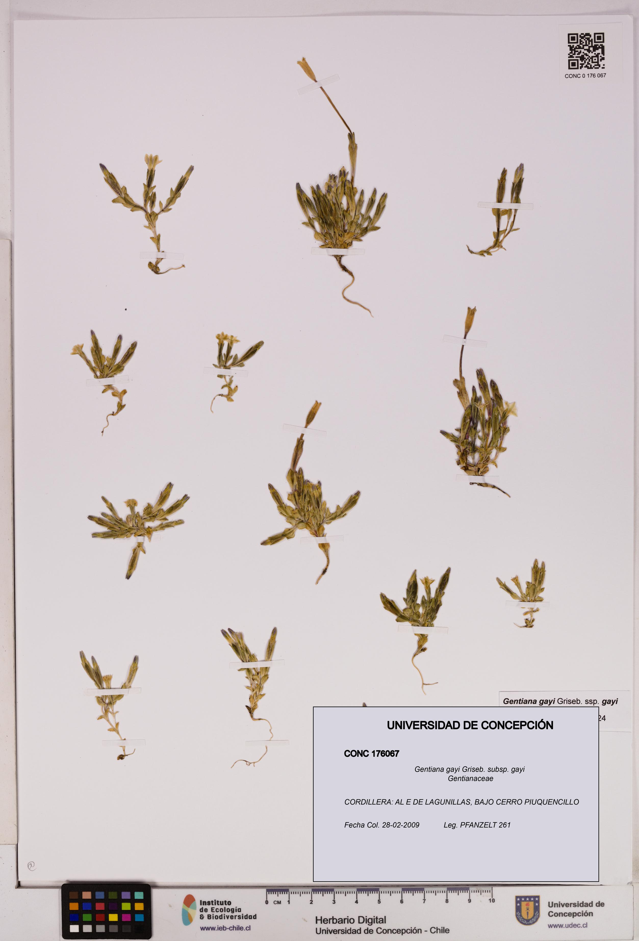 Gentiana gayi subsp. gayi [Espécimen: UDEC:CONC:0176067]