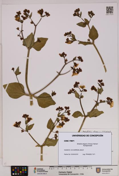 Mirabilis elegans [Espécimen: UDEC:CONC:0176071]