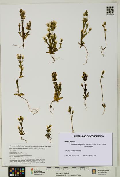 Gentianella magellanica [Espécimen: UDEC:CONC:0176074]