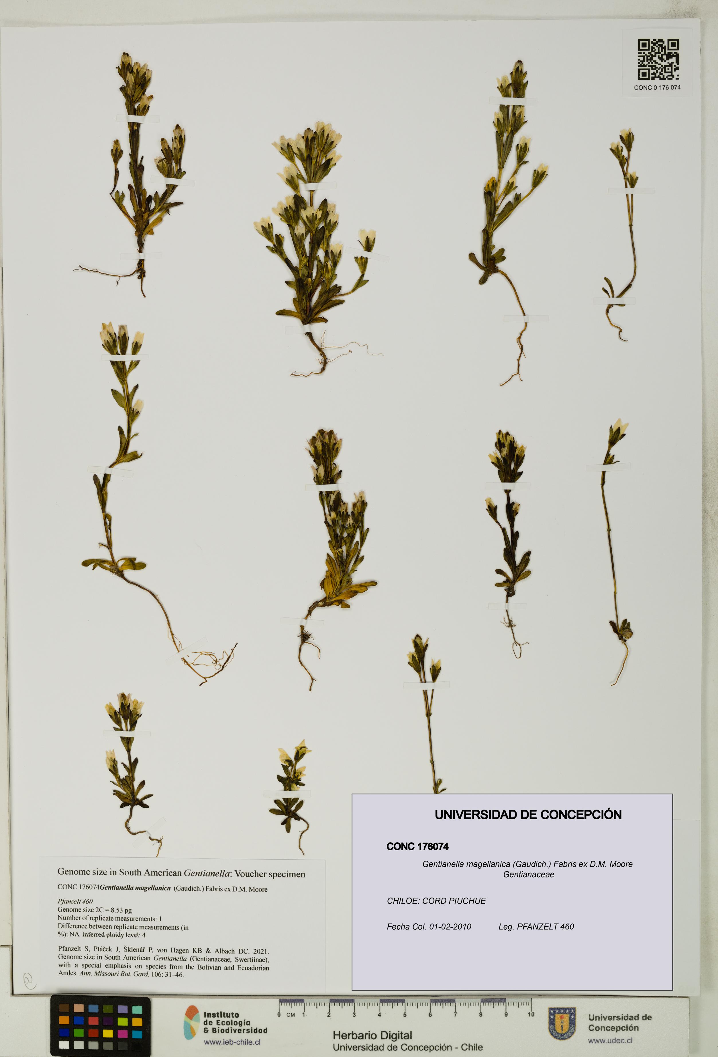 Gentianella magellanica [Espécimen: UDEC:CONC:0176074]