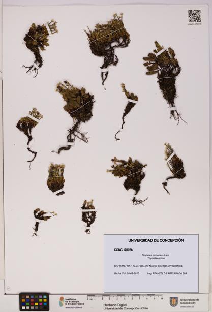 Drapetes muscosus [Espécimen: UDEC:CONC:0176076]