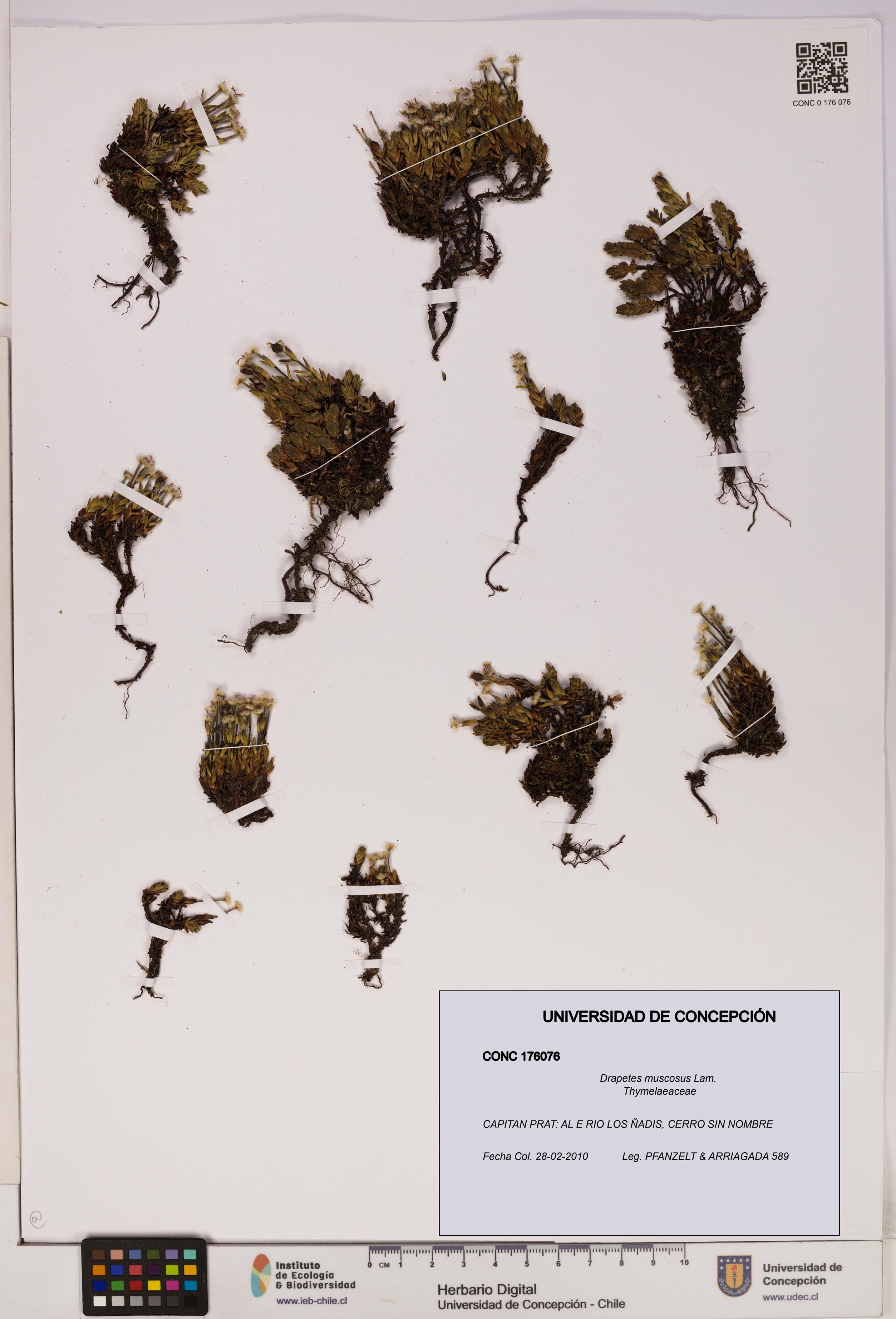 Drapetes muscosus [Espécimen: UDEC:CONC:0176076]