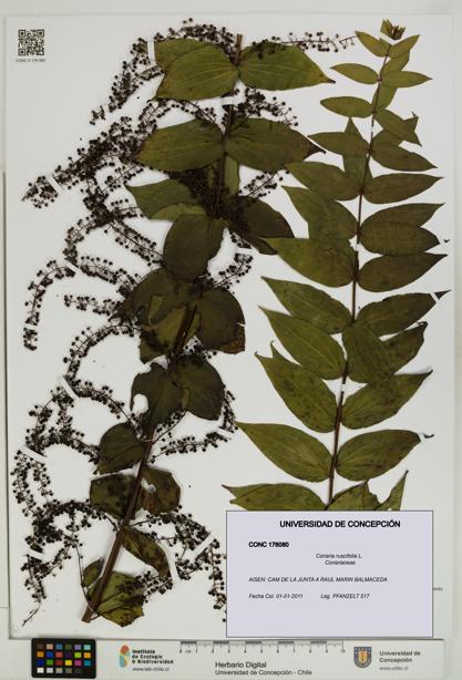 Coriaria ruscifolia [Espécimen: ]