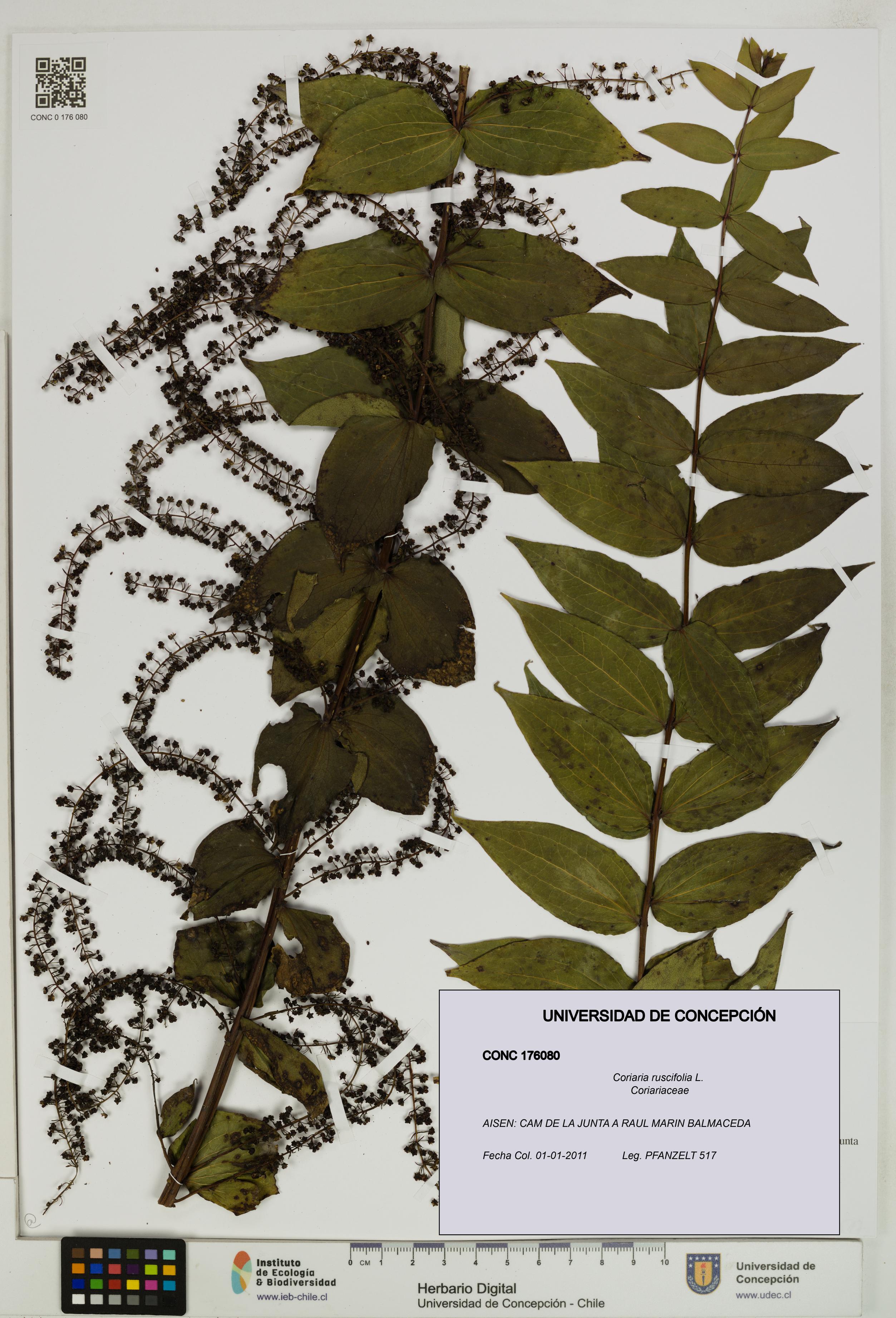 Coriaria ruscifolia [Espécimen: ]