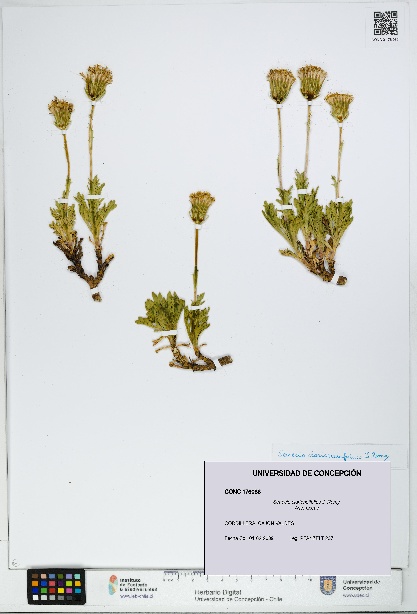 Senecio clarioneifolius [Espécimen: UDEC:CONC:0176086]