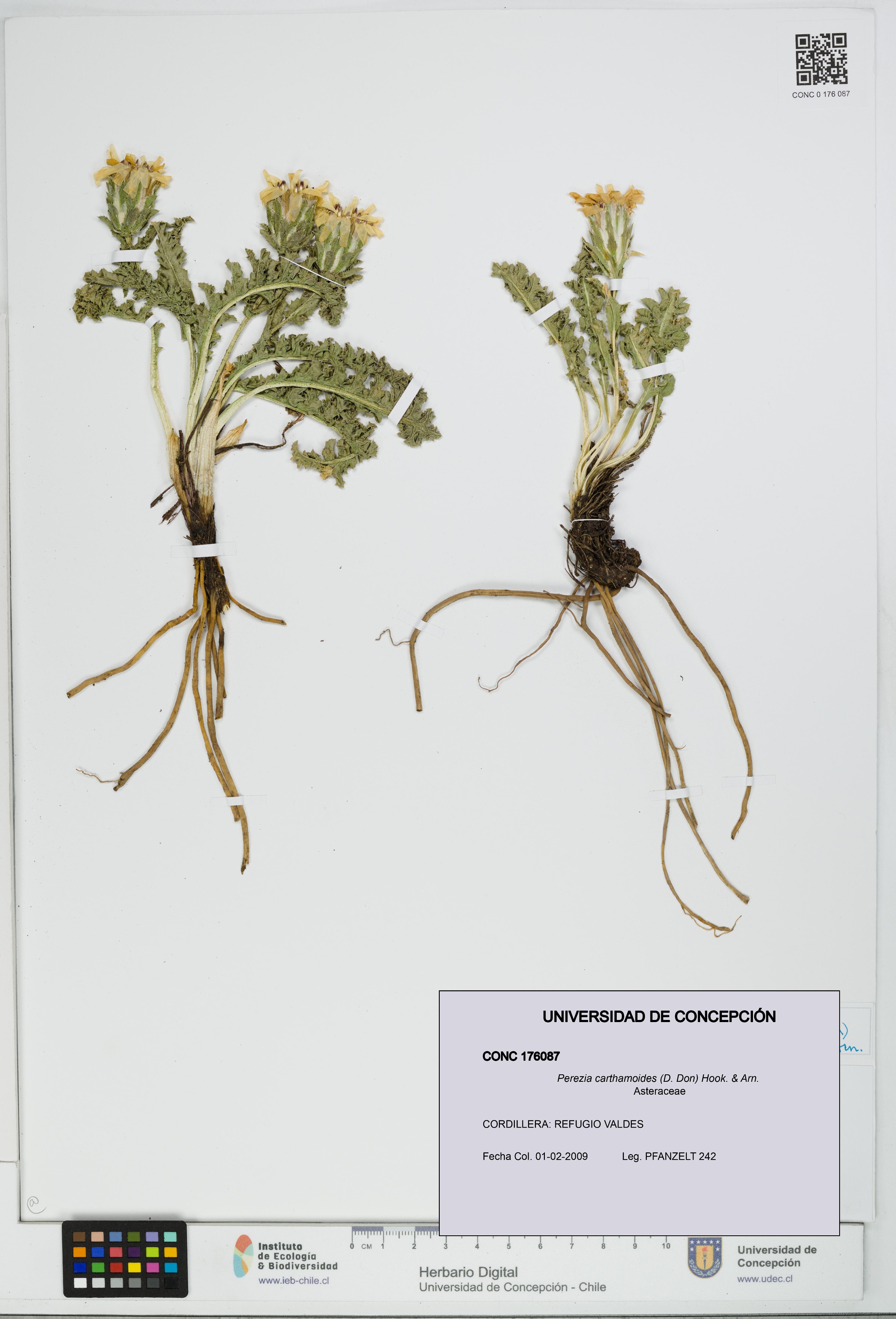 Perezia carthamoides [Espécimen: UDEC:CONC:0176087]