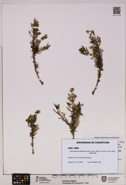 Ophryosporus paradoxus [Espécimen: UDEC:CONC:0176088]