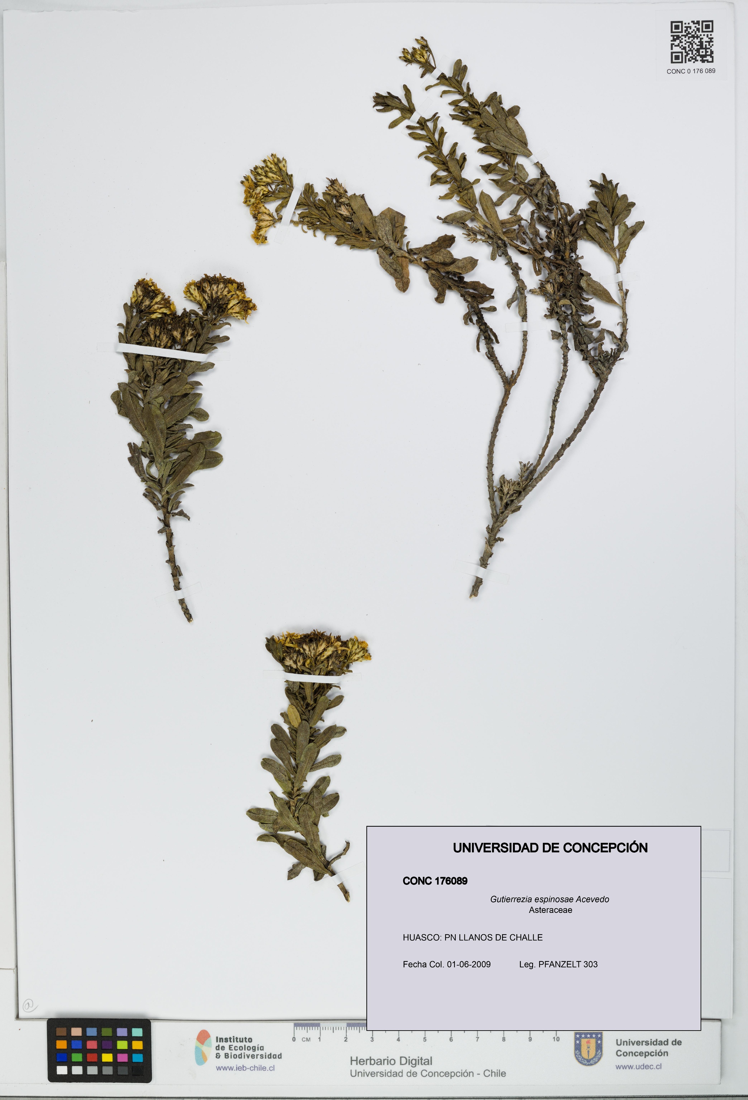 Gutierrezia espinosae [Espécimen: UDEC:CONC:0176089]