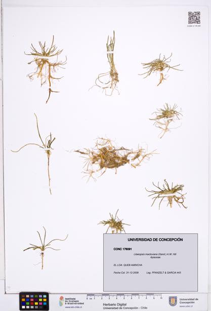 Lilaeopsis macloviana [Espécimen: ]