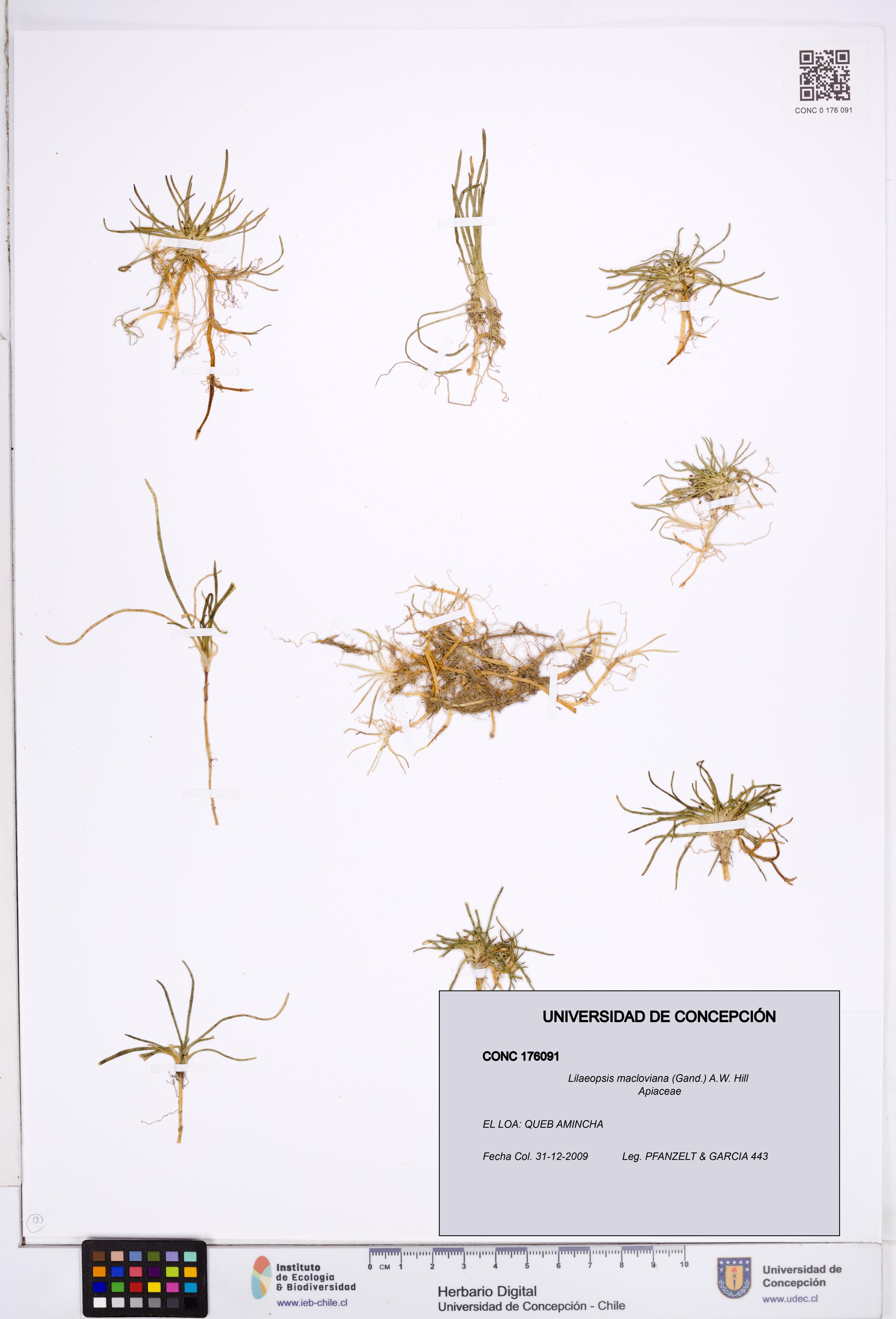 Lilaeopsis macloviana [Espécimen: ]